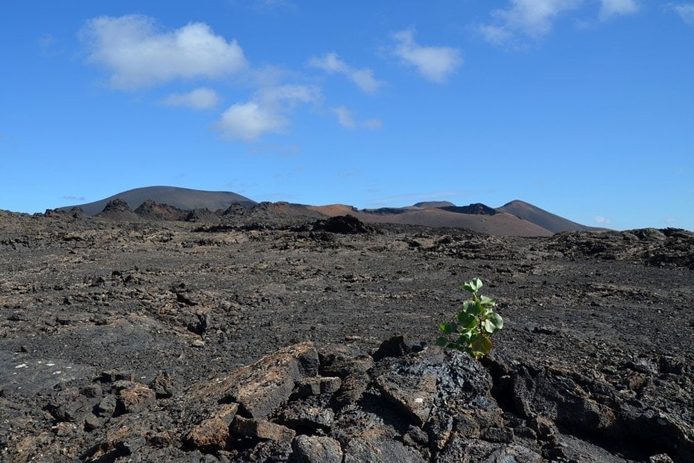 volcanic soils