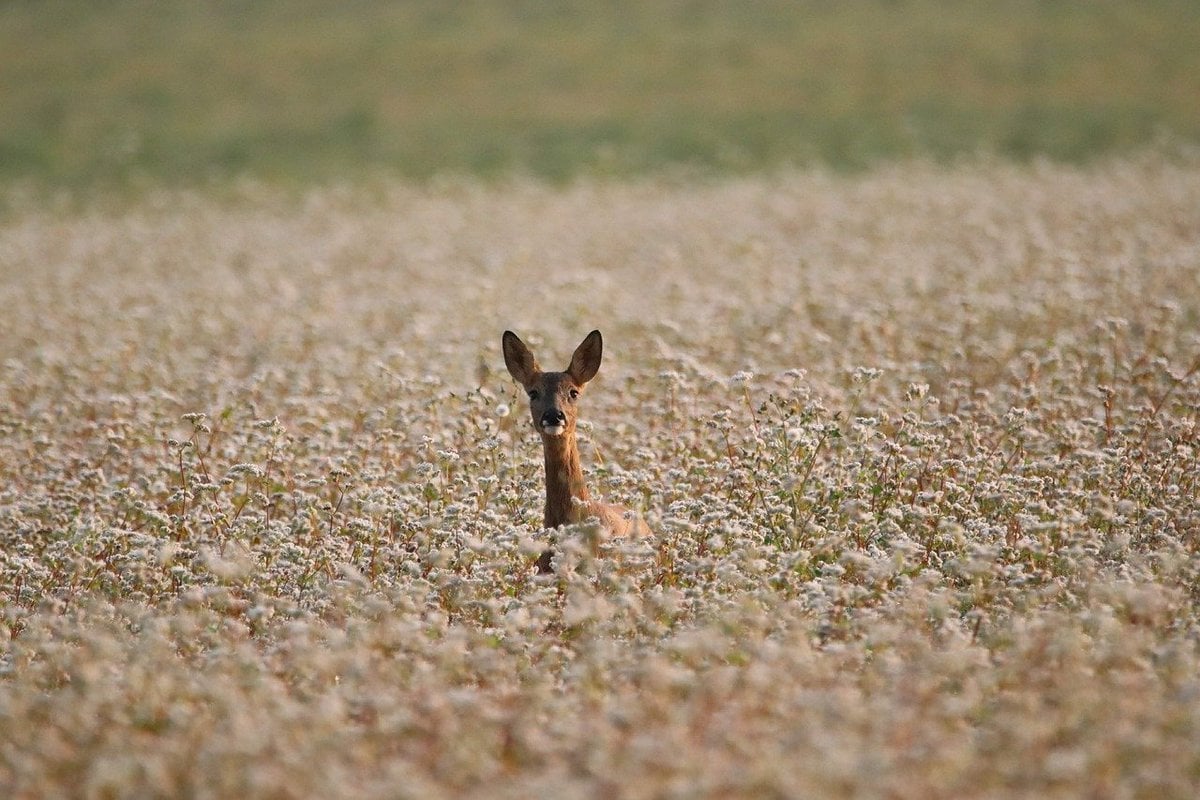 10 tips for discovering volcano national park biodiversity 2