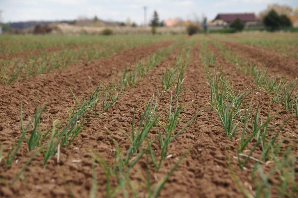 A Comprehensive Guide to Boosting Soil Fertility Using Volcanic Ash