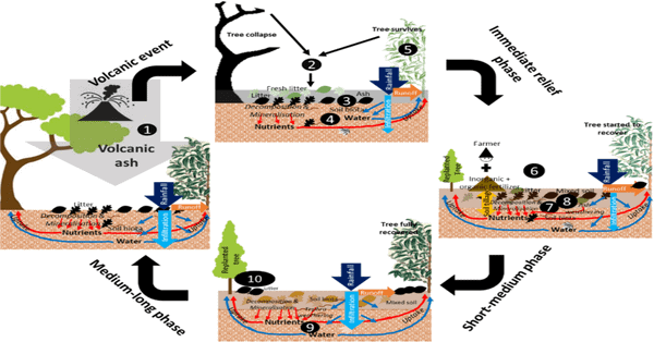 a comprehensive guide to volcanic soil boosting fertility