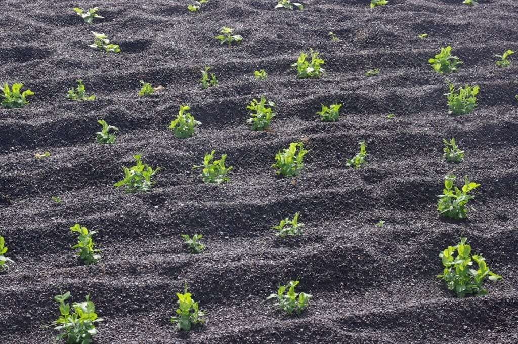 Organic Farming Benefits in Volcanic Soil Regions