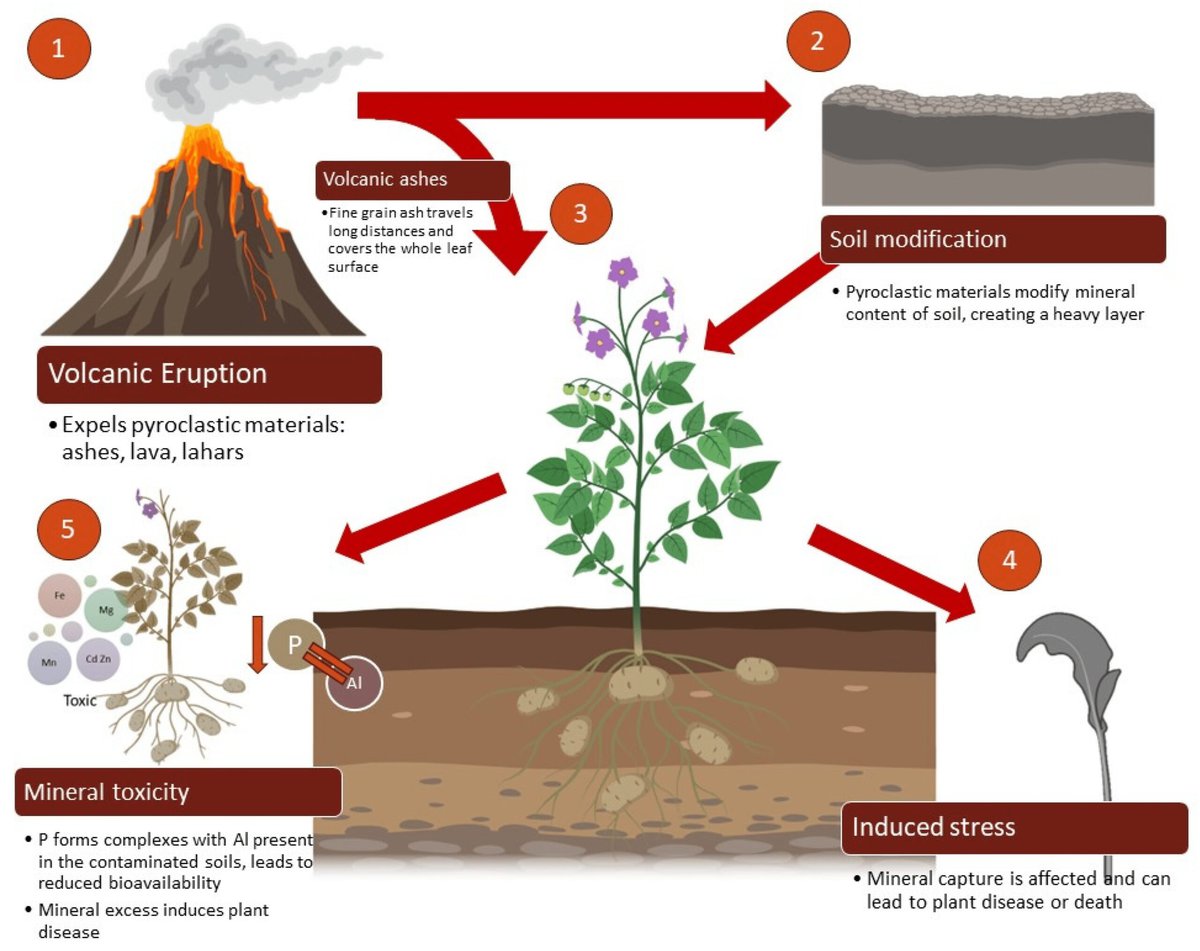 the relationship between volcanic soil and nutrient enrichment 1 1 scaled