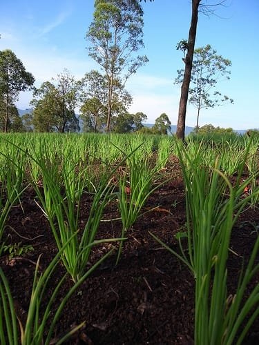 Tips for Growing Crops in Volcanic Soil