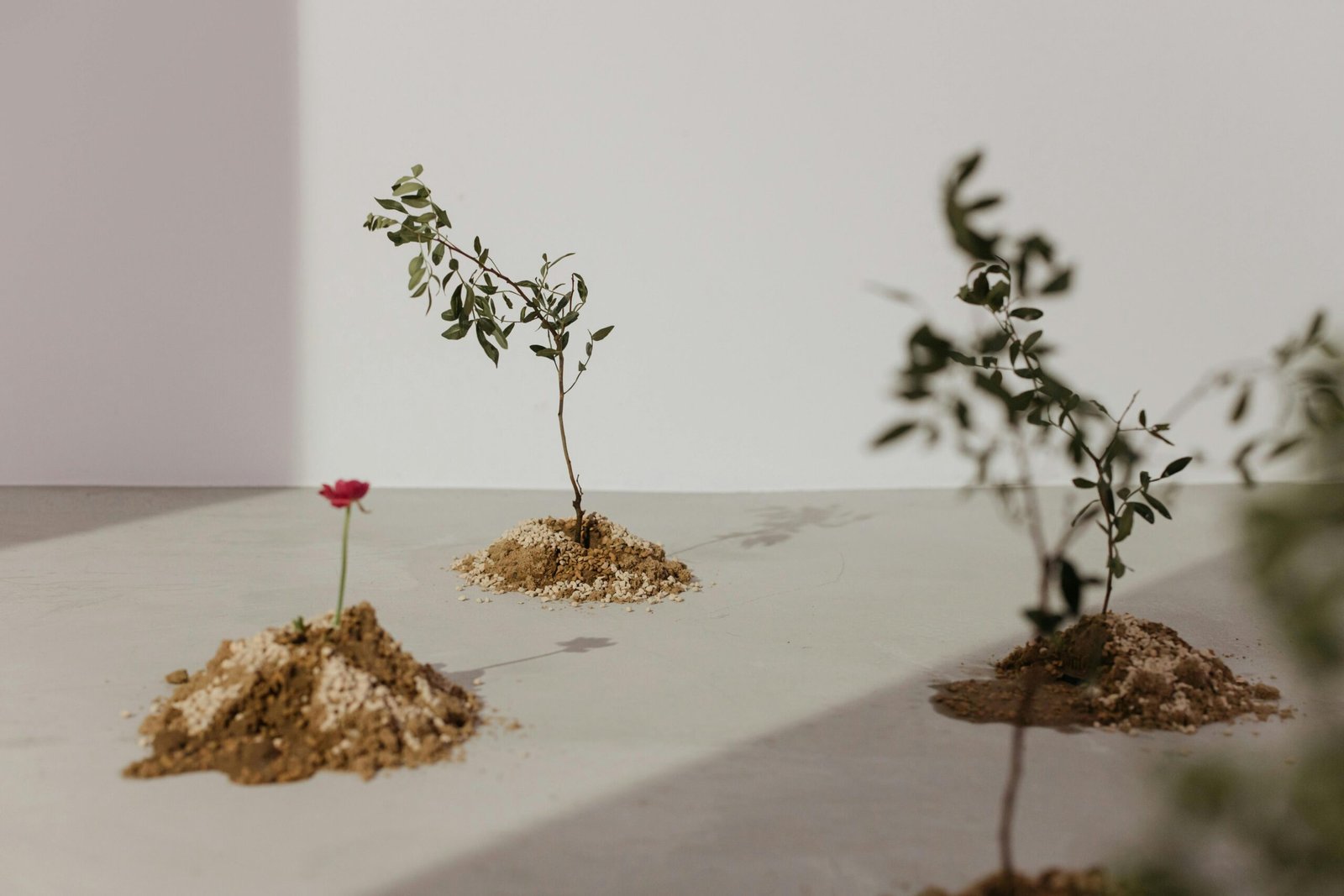 Boosting Plant Nutrition in Volcanic Soil: A Comprehensive Guide